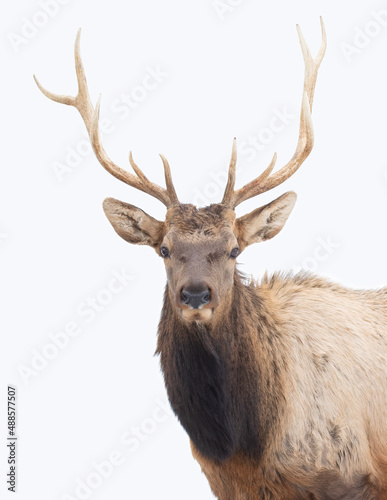 Bull Elk with large antlers isolated against a white background walking in the winter snow in Canada