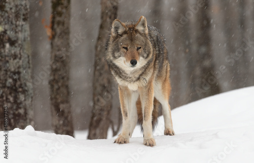 A lone coyote (Canis latrans) isolated on white background walking and hunting in the winter snow in Canada © Jim Cumming