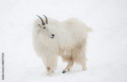 Rocky mountain goat (Oreamnos americanus) isolated on white background walking in the snow in Canada photo