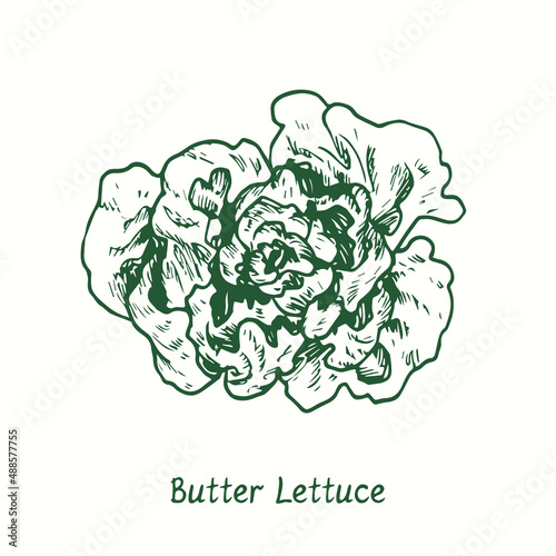 Butter lettuce.  Ink black and white doodle drawing in woodcut style