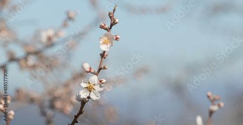  blossoming branch of almond tree.