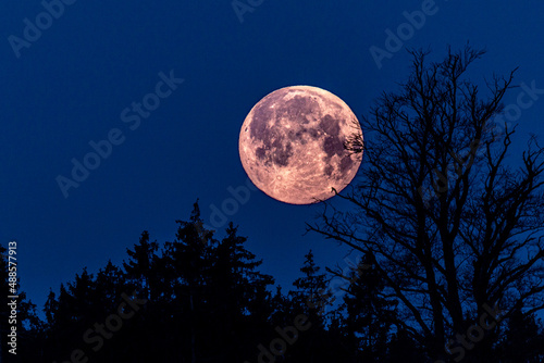 Pink Moon über dunklem Nachhimmel photo