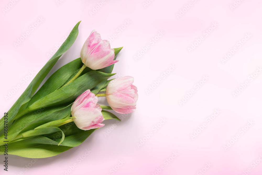 Bouquet light pink tulip flowers on soft pink background Bouquet light pink tulip flowers on soft pink background