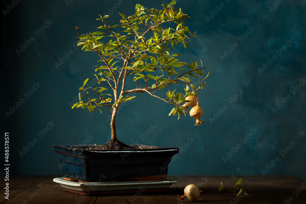 Fotobehang Bonsai Small decorative pomegranate bonsai tree #488578571