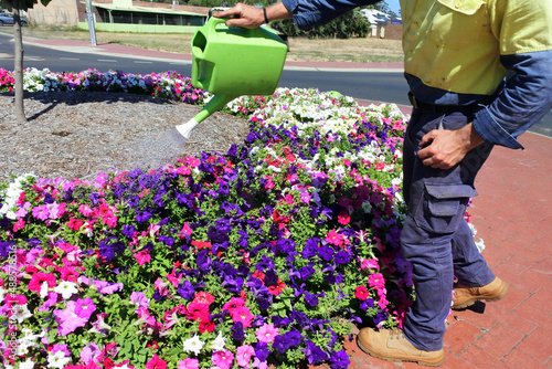 Australian road worker watering blooming seasonal flowers