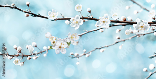 Cherry blossoms tree in Spring on blue sky Background