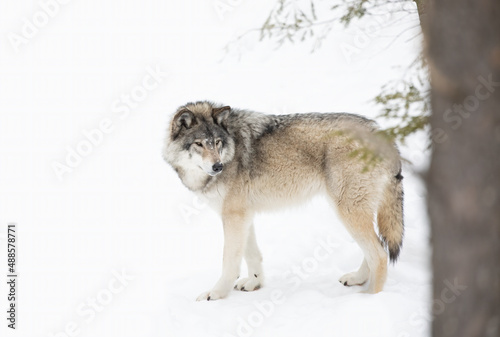 A lone Timber wolf or Grey Wolf Canis lupus isolated on white background walking in the winter snow in Canada © Jim Cumming