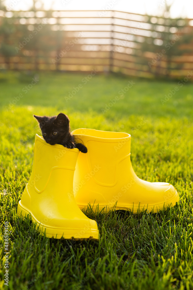 Funny black kitten sitting in yellow boot on grass. Cute image concept for&nbsp; postcards calendars and booklets with pet Stock Photo | Adobe Stock