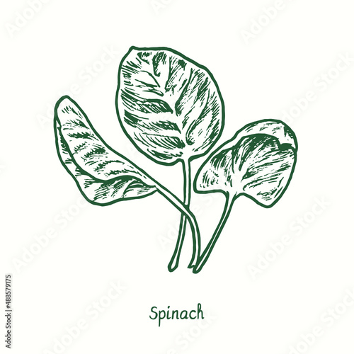 Spinach.  Ink black and white doodle drawing in woodcut style