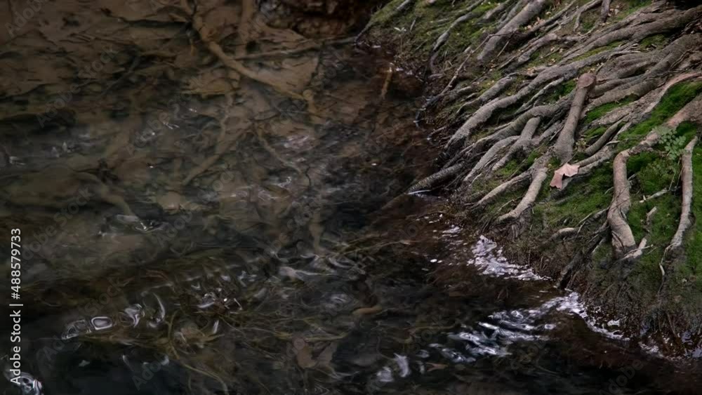 Tree roots in water