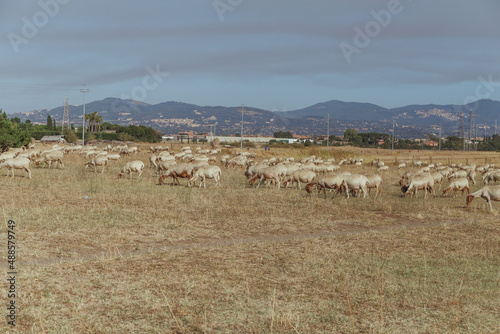 herd of sheep