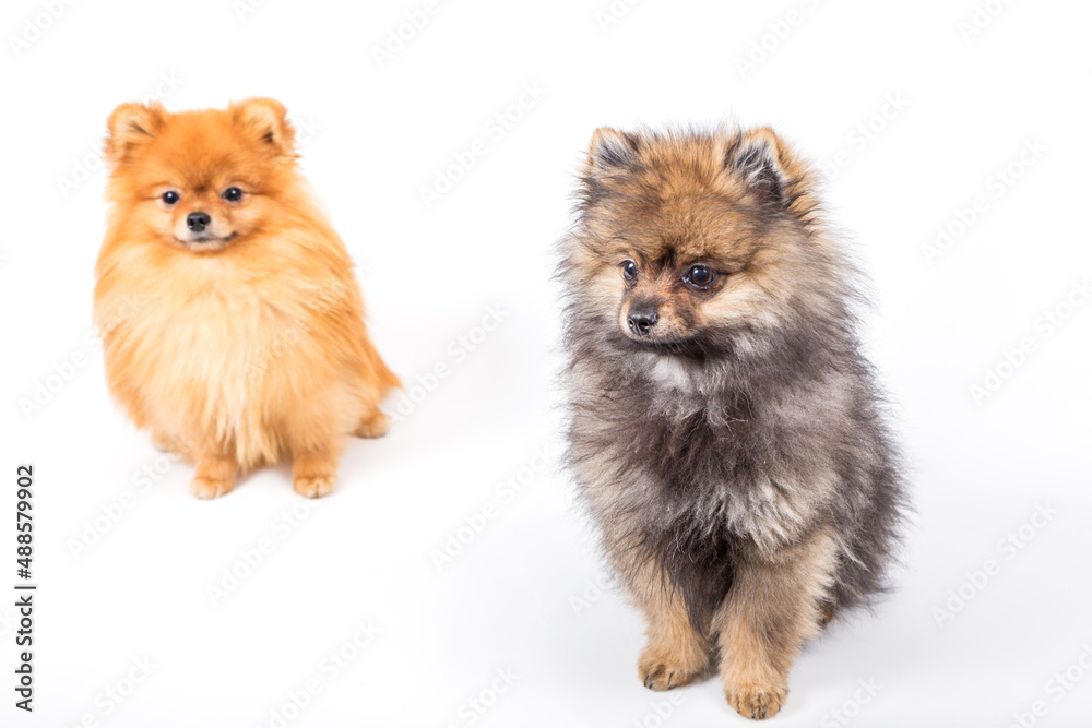 Obraz premium two little pomeranian dogs sitting togehter