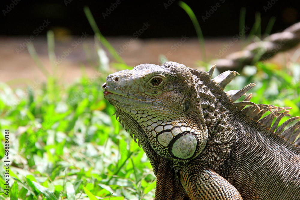 Obraz premium lizard