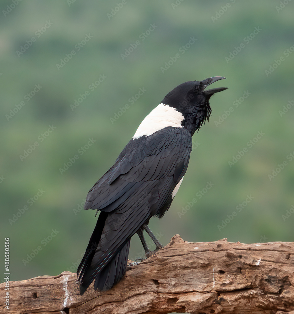 Fototapeta premium Close-up of calling pied crow (Corvus albus) calling at Scavenger`s hide, Zimanga Private Game Reserve, KwaZulu Natal.