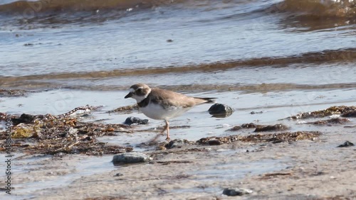 Semi palmated plover foraging for food along a beach photo
