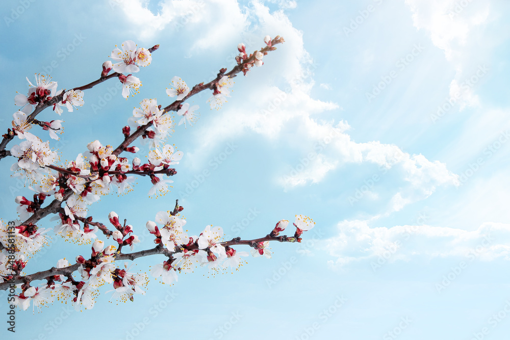 branch of blooming apricots in spring against the background of blue sky and white clouds. Spring background, greeting card for mother's day or easter with copy space branch of blooming apricots in spring against the background of blue sky and white clouds. Spring background, greeting card for mother's day or easter with copy space