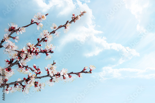 branch of blooming apricots in spring against the background of blue sky and white clouds. Spring background, greeting card for mother's day or easter with copy space