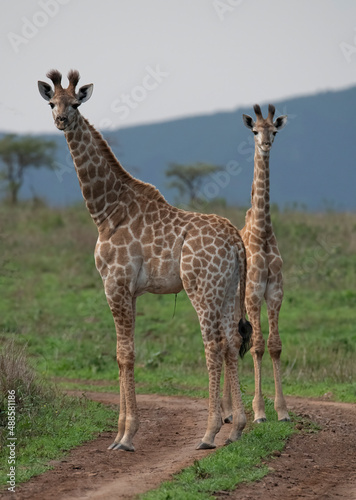 Photography Juvenile giraffes on gravel road, Zimanga Private Game Reserve, Kwazulu Natal