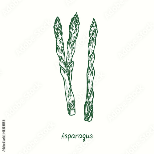 Asparagus.  Ink black and white doodle drawing in woodcut style