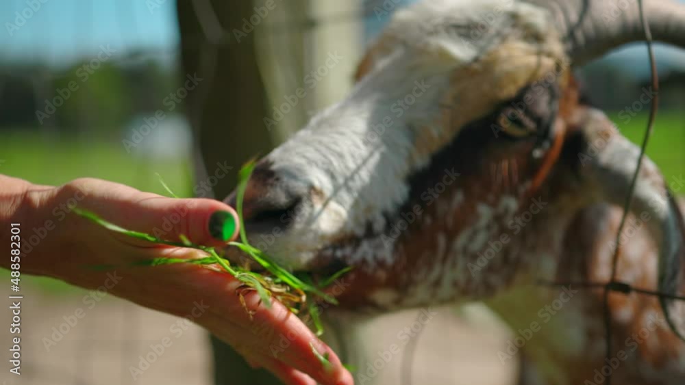 Goat hand fed grass through wire fence on Australian farm