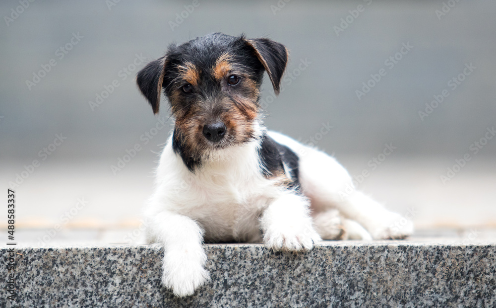 jack russell wirehaired puppy on the steps of the breed