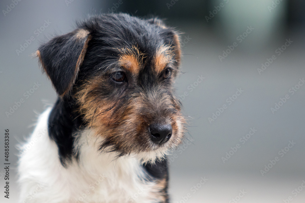 puppy jack russell shaggy in the yard