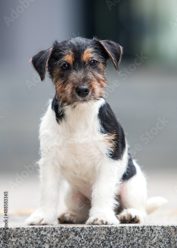 jack russell wirehaired puppy in the yard