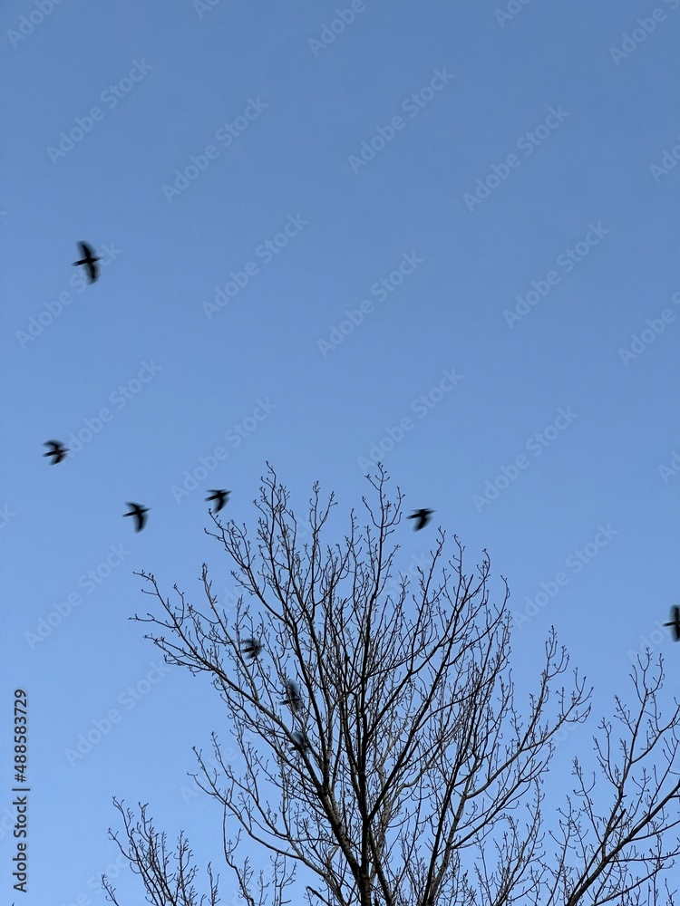 birds in the evening in the sky bottom view birds in the evening in the sky bottom view