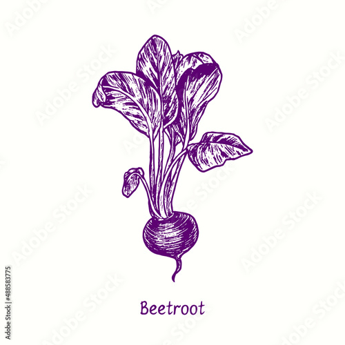 Beetroot.  Ink black and white doodle drawing in woodcut style
