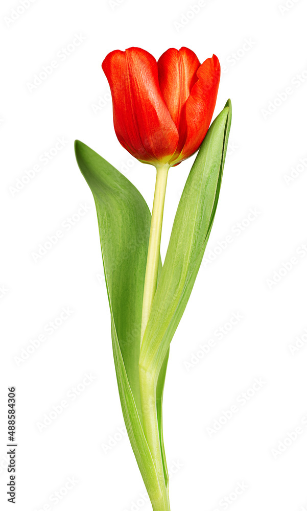 one red tulip on a white isolated background one red tulip on a white isolated background