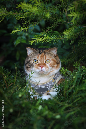 Scottish fold cat sitting in the garden with green grass. Calico cat looking at camera. photo