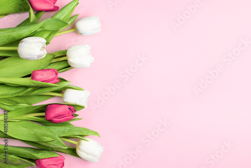 Fototapeta Naklejka Na Ścianę i Meble -  white and pink tulips on a pink background, greeting card