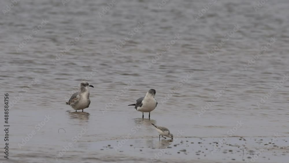 Laughing gulls preening themselves at a beach on cloudy day Laughing gulls preening themselves at a beach on cloudy day