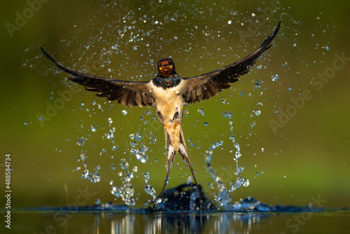 Barn swallow bird jump and splash in water photo