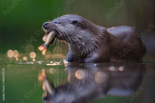 Eurasian otter catch a fish in the water photo