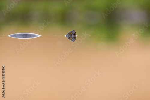 European pond turtle in the water