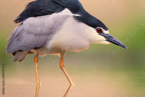 Black-crowned night heron in the water