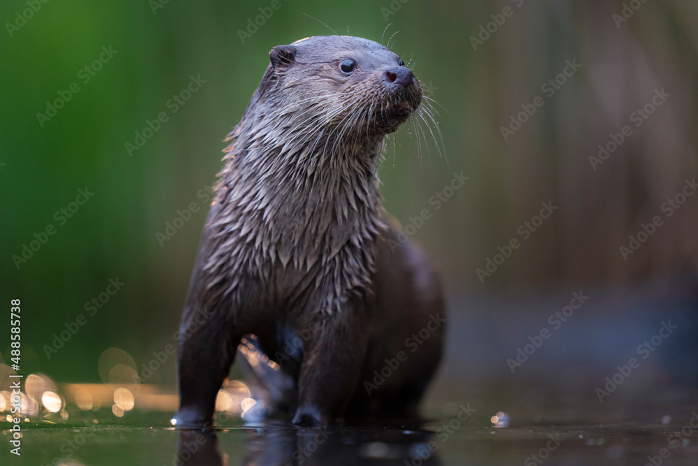 Eurasian otter in the water Eurasian otter in the water
