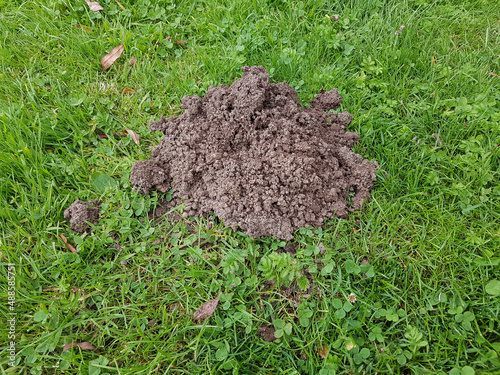 Molehills on lawns