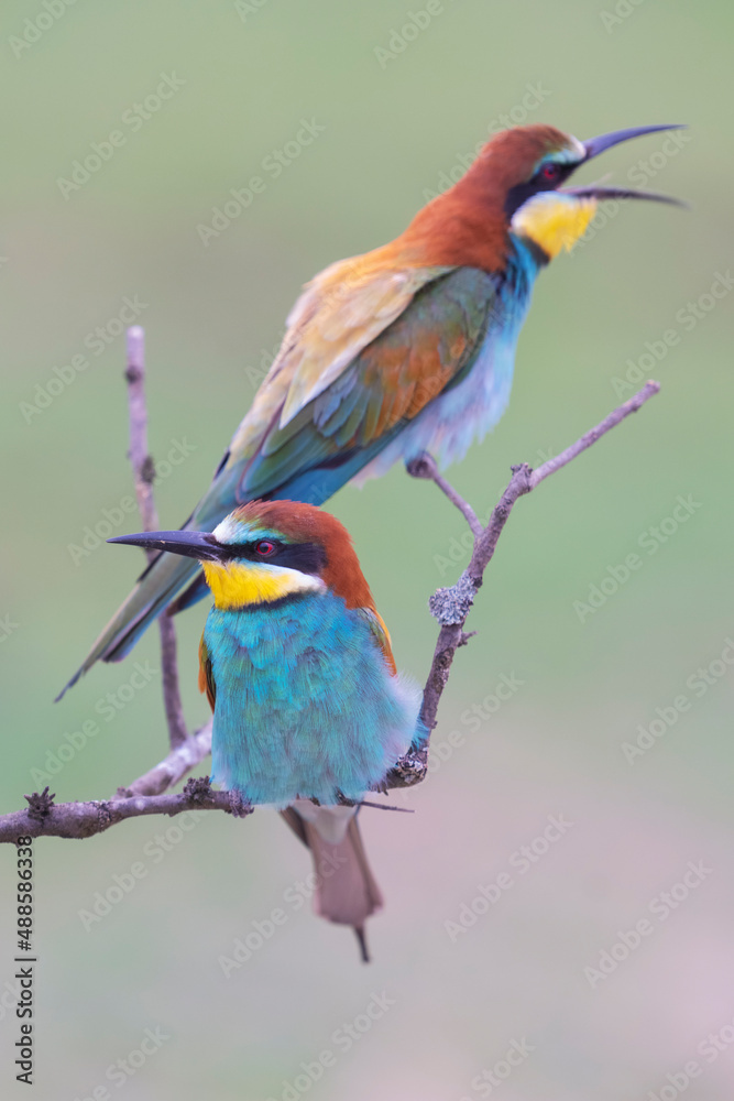 Two Eurasian bee-eaters Two Eurasian bee-eaters