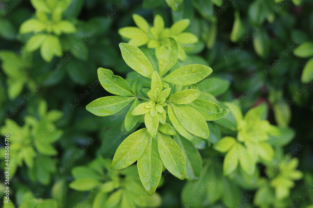 close up of green leaves close up of green leaves
