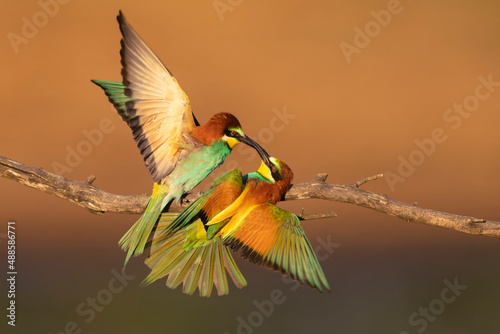 Two Eurasian bee-eaters