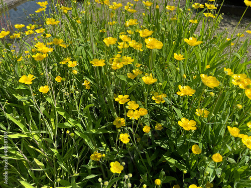 Tongue buttercup, Ranunculus lingua