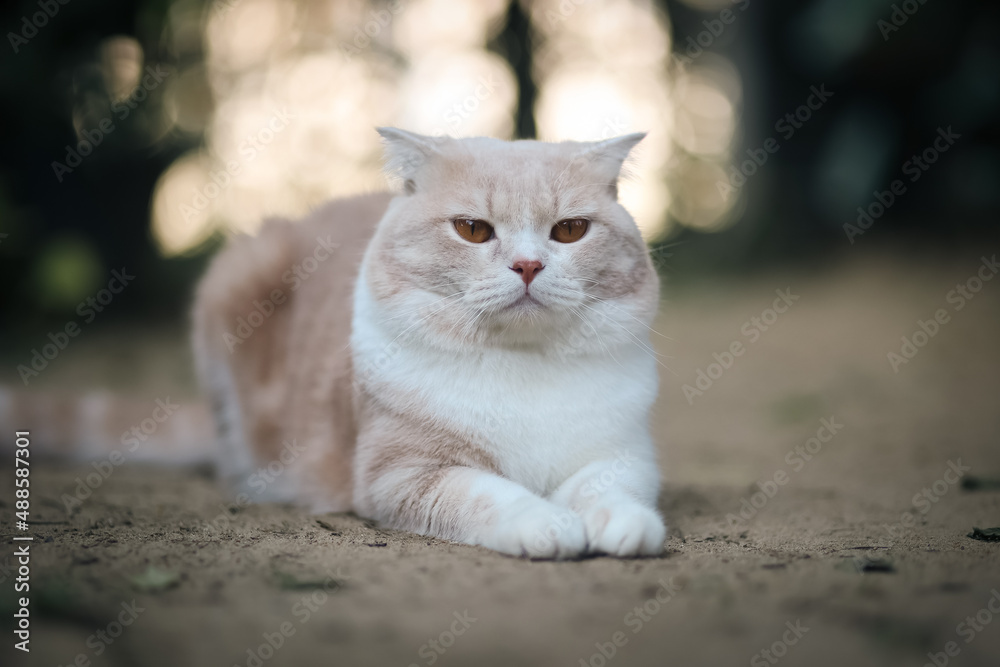 scottish fold cat sitting in the garden with green grass. Orange cat looking at something. Cute cat sitting on the grass in the park. scottish fold cat sitting in the garden with green grass. Orange cat looking at something. Cute cat sitting on the grass in the park.
