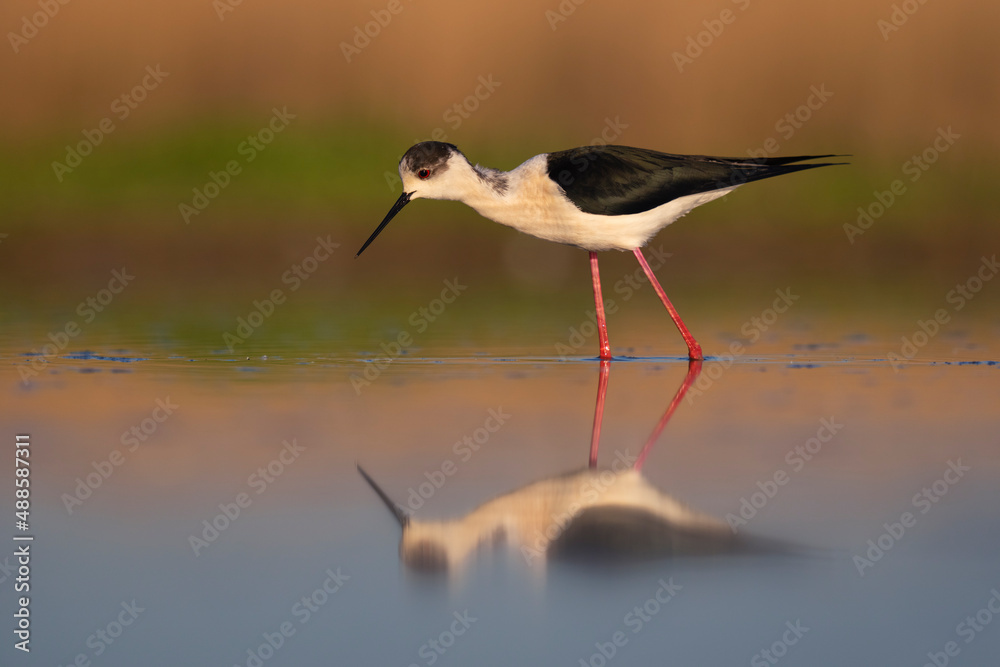 Black-winged Stilt in the water with a reflection Black-winged Stilt in the water with a reflection