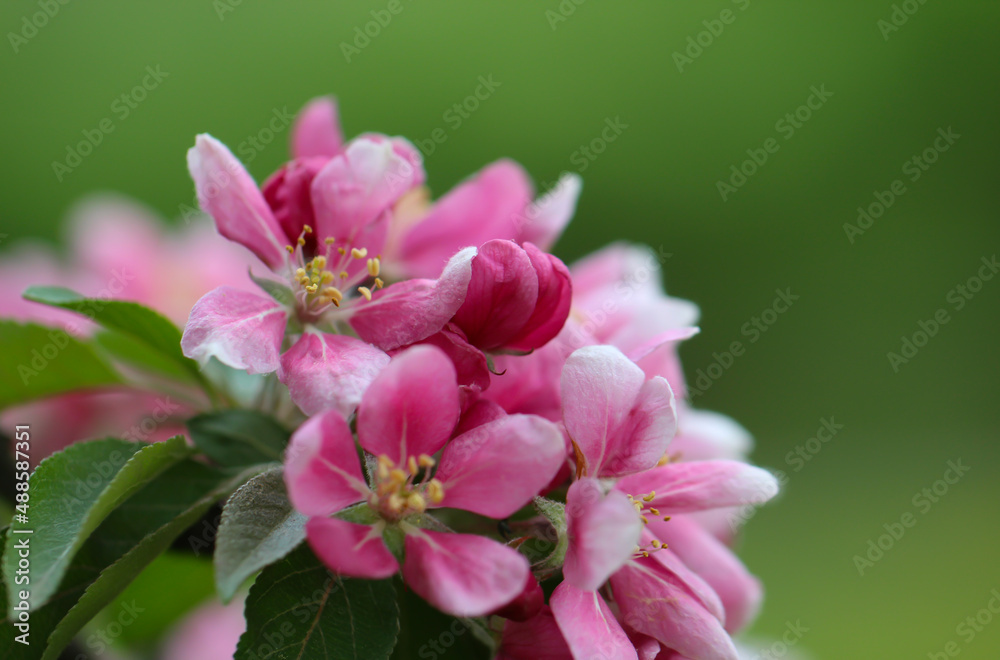 The cherry blossoms are in full bloom on a green background. Flower banner with copy space for text