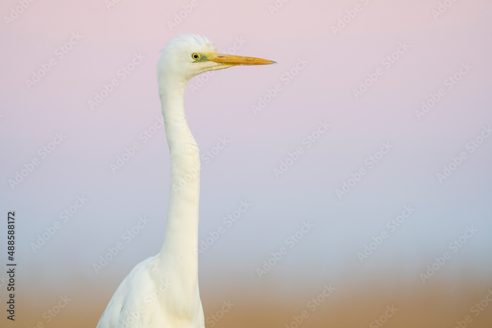Close up portrait of a Great white heron with a soft coloured background