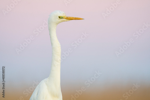 Close up portrait of a Great white heron with a soft coloured background