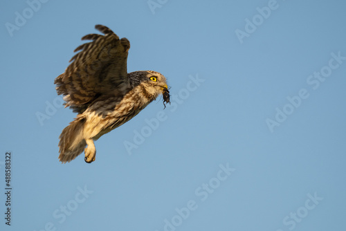 Little owl fly with a catch photo