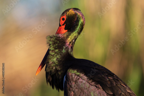 Close up portrait of a Black stork